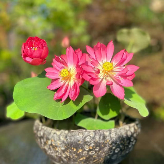 How to Grow Bowl Lotus from Seed: A Simple Guide