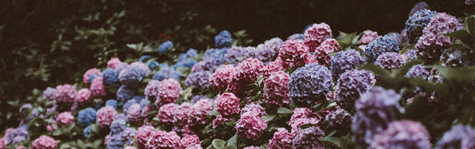lily flower,flower seeds,garden seeds,seeds for sale,flower seeds for sale,buy flower seeds,flower seed