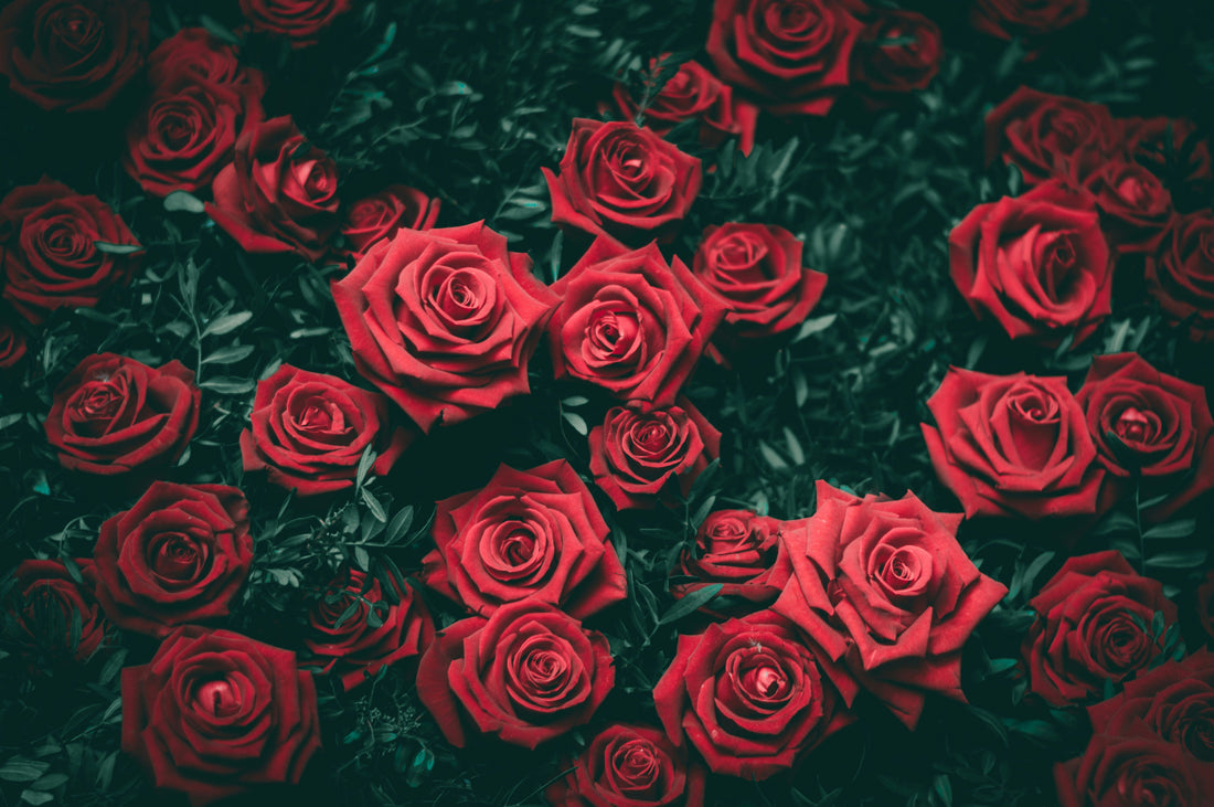 How to Grow Roses: Expert Planting Guide for Vibrant Blooms