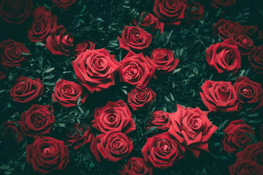 How to Grow Roses: Expert Planting Guide for Vibrant Blooms