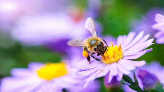 Pollinator Garden Guide: 5 Easy Steps to Help Bees & Butterflies Thrive